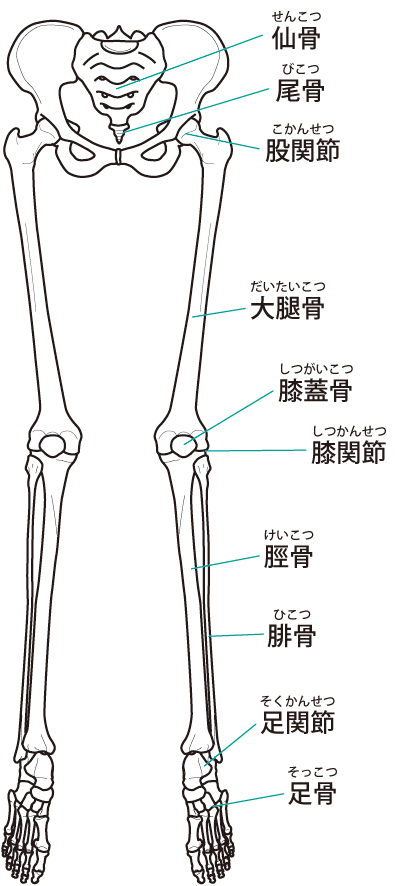 下肢関節のイラスト